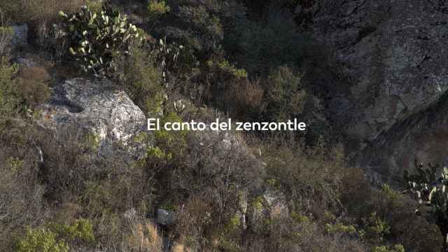El Canto del Zenzontle - Selección Oficial Freeman Film Festival 2017